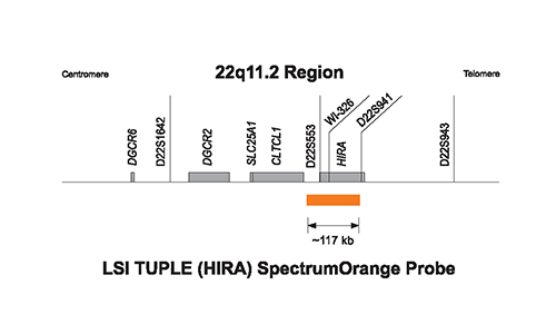 Vysis DiGeorge Region Probe - LSI TUPLE1 (HIRA) SpectrumOrange TelVysion  22q SpectrumGreen